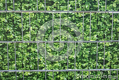 facade greening or wall greening Stock Photo