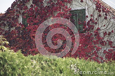 facade greening or wall greening Stock Photo