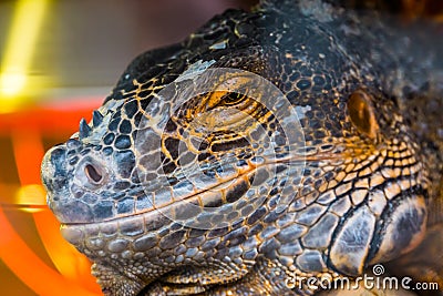 The face of a American iguana in closeup, Detailed head, tropical reptile specie from America Stock Photo