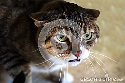 Face of angry cat with yellow eyes. House Cat with lowered ears Stock Photo