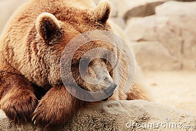 The face of a bear Stock Photo