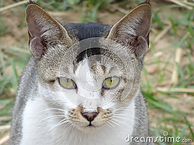 Face of a beautiful adorable white Indian domestic pet cat close up angry expression reaction looking Stock Photo