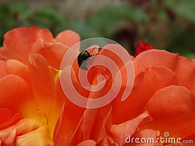 Beetle bronzovka and coral flower. Stock Photo