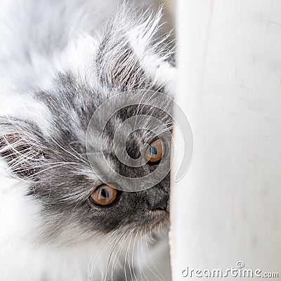 Face and big eyes of grey little kitten closeup. Furry tukish angora little kitten face Stock Photo