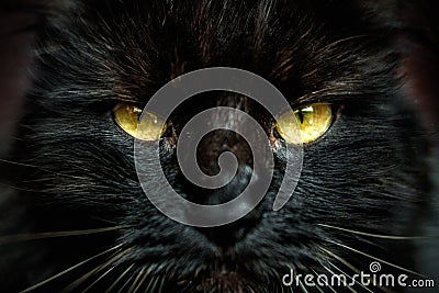 Face of black cat with yellow eyes Stock Photo