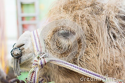Face of Brown Camel Stock Photo