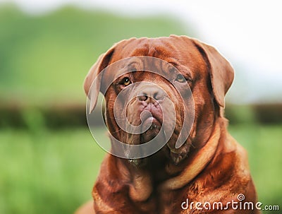 Face of brown Dogue de Bordeaux Stock Photo