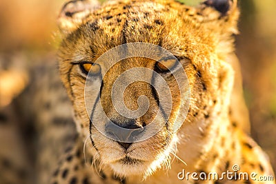 Face cheetah portrait Stock Photo