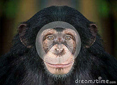 Chimpanzee face. Stock Photo