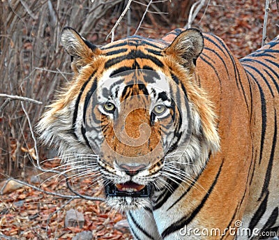 Face closeup of Wild Tiger Stock Photo
