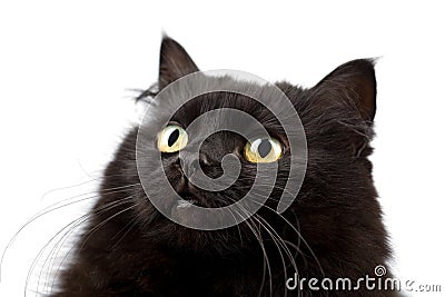 Face of cute black cat isolated Stock Photo