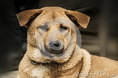 Face of dog. Portrait of pet. Animal. Animalia. Animal lover. Dog lover. Canine. Canis. Stock Photo