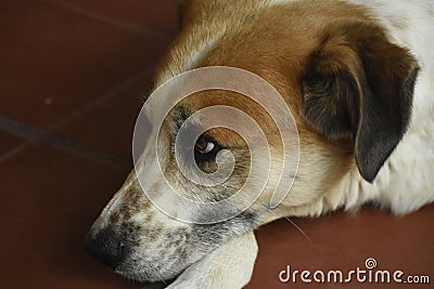 Face of a dog Stock Photo