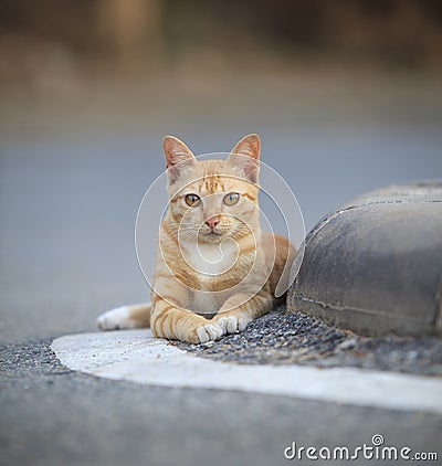 Face of domestic street cats lying relaxing on asphalt road Stock Photo