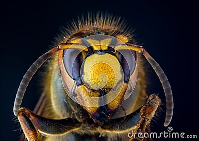 Face of European hornet Vespa on black background Stock Photo