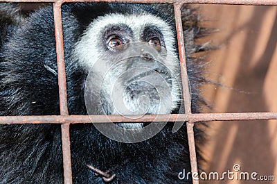 Face and eyes downcast of gibbon in a cage Stock Photo