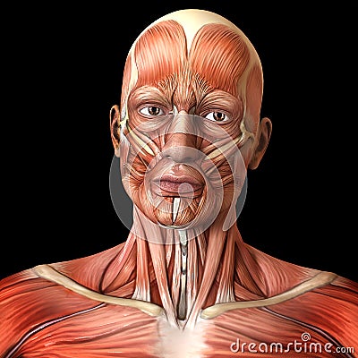 Face facial muscles - Human anatomy Stock Photo