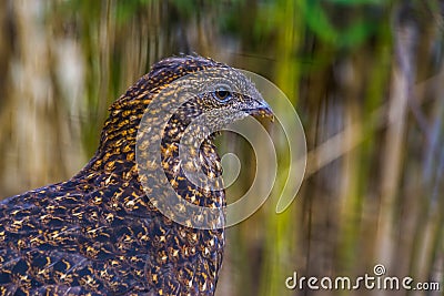 The face of a female crimson horned pheasant in closeup, tropical bird specie from the himalaya mountains of Asia Stock Photo