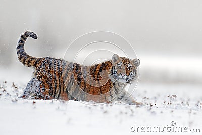 Face fixed tiger look. Siberian tiger in snow fall. Amur tiger running in the snow. Action wildlife winter scene with danger anima Stock Photo