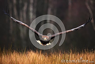 Face flight, Haliaeetus albicilla, White-tailed Eagle, birds of prey with forest in background Stock Photo