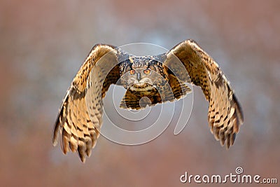 Face fly of owl. Flying Eurasian Eagle owl with open wings with snow flake in snowy forest during cold winter. Action wildlife sce Stock Photo