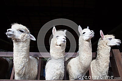 Face of four funny alpacas llama in farm Stock Photo