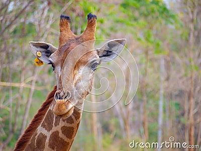 Face head giraffe close up have yellow tag on them ear can see beautiful pattern texture fur on neck Stock Photo