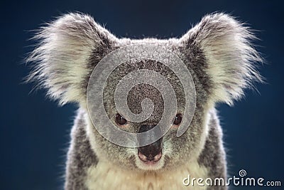 Face of koalas. Stock Photo