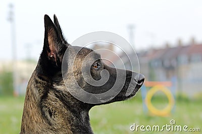 Face of a Malinois Belgian Shepherd dog attentive to orders with a lively and happy look Stock Photo