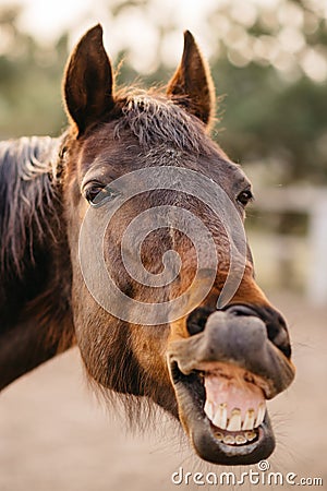 The face of a neighing horse. Stock Photo