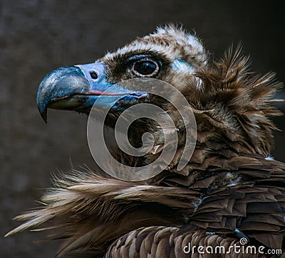Face portrait of a black cinereous vulture Aegypius monachus Stock Photo