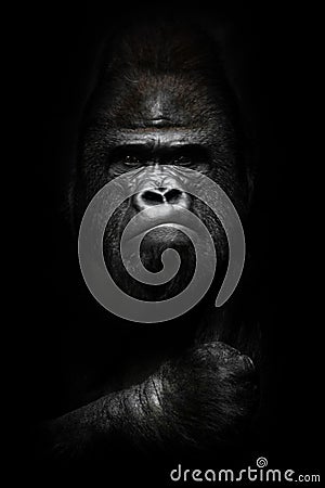 Face and powerful hand in the dark. Portrait of a powerful dominant male gorilla , stern face and powerful arm. isolated black Stock Photo