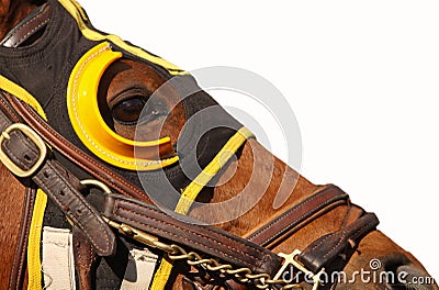 Face of Race Horse with Copy Space Stock Photo