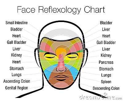 Face Reflexology Chart Mapping Massage Areas Internal Organs Body Parts Vector Illustration