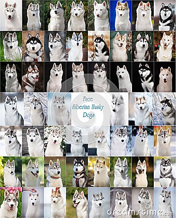 Face siberian husky dogs collage Stock Photo