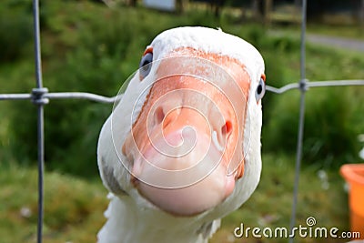 Hey, what`s up duck, here`s looking at you duck Stock Photo