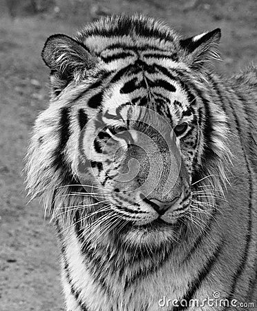 Face of a tiger in black and white Stock Photo