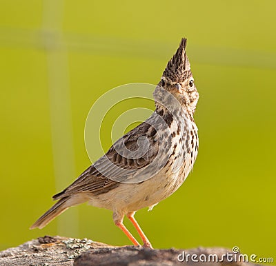 Face to face with the Crested Lark Stock Photo