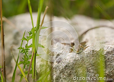 Face to face with juvenile Eastern Green Lizard Stock Photo