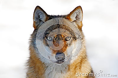 Face to face portrait of wolf. Winter scene with danger animal in the forest. Gray wolf, Canis lupus, portrait with stuck out tong Stock Photo