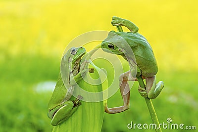 Face to face tree frog Stock Photo