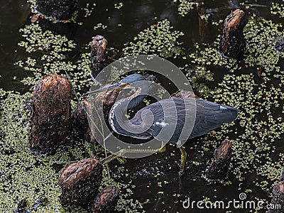 The Face of a Tricolored Heron in the Swamp Stock Photo