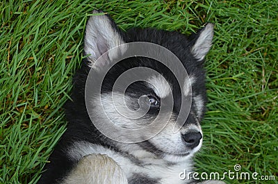 Face of a Two Month Old Alusky Puppy Dog Stock Photo