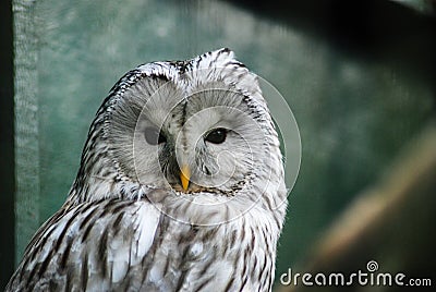 Face of Ural Owl Stock Photo