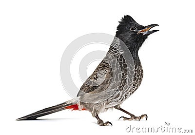 Face view of a Red-vented bulbul tweeting, Pycnonotus cafer, iso Stock Photo