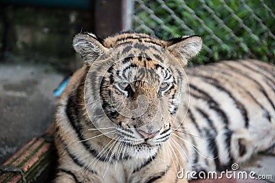 Face View Of A Tiger Stock Photo