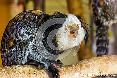 The face of a white headed marmoset in closeup, a tropical monkey from brazil, popular zoo animals Stock Photo