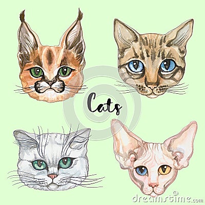 Faces of cats of different breeds. Set. Vector. Watercolor Stock Photo