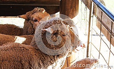 Faces of wooly sheep looking out of pen into sunshine Stock Photo