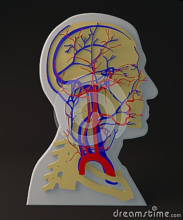 Facial artery and veins circulatory system, section head Stock Photo